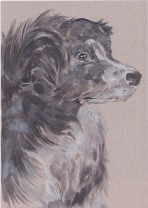 Sheep Dog - Jessy