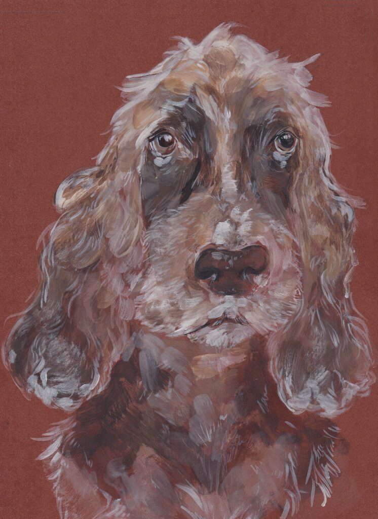 Cocker Spaniel - Dobby