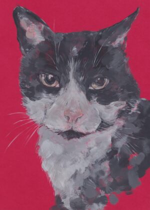 Cat - Toby