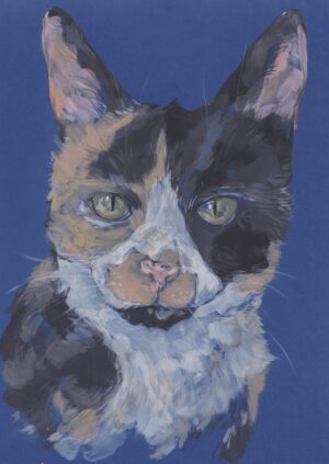 Cat - Budgie