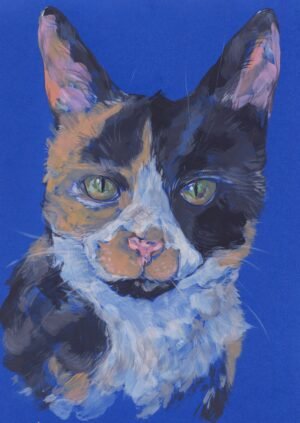 Cat - Budgie