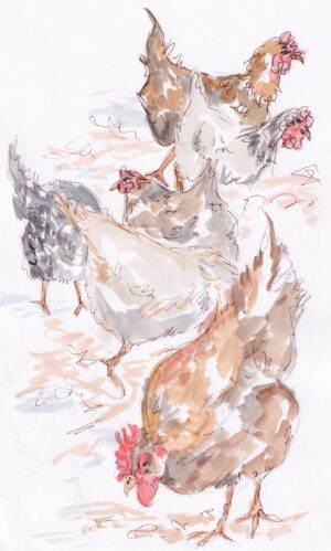 Chick chick chickens