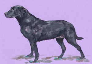 Dog - The working one