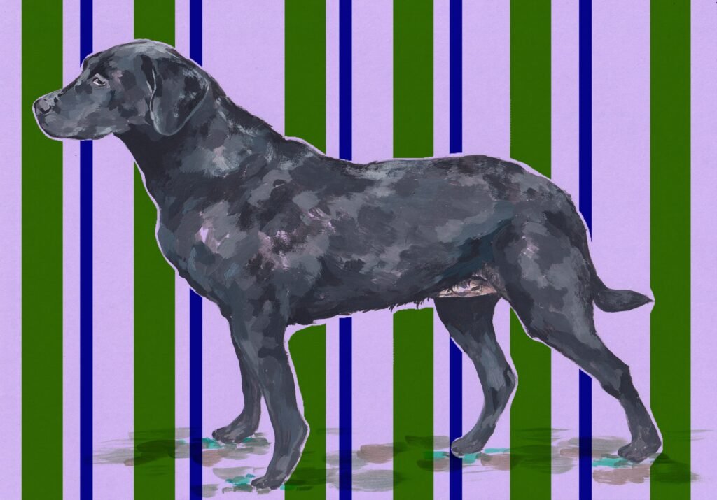 Dog - Pip Working Lab