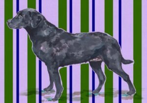 Dog - Pip Working Lab