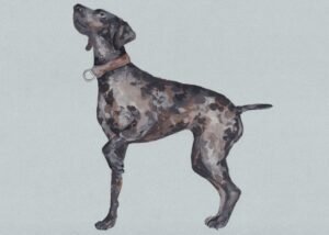 Dog - Percy The Pointer